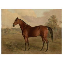 Load image into Gallery viewer, Cheval