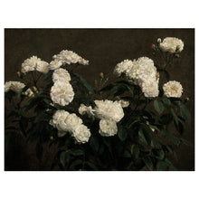 Load image into Gallery viewer, White Alba Roses