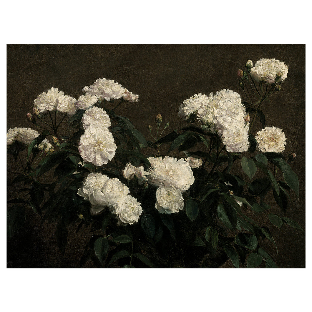 White Alba Roses
