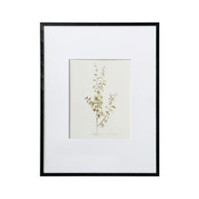 Load image into Gallery viewer, Pelargonium Study