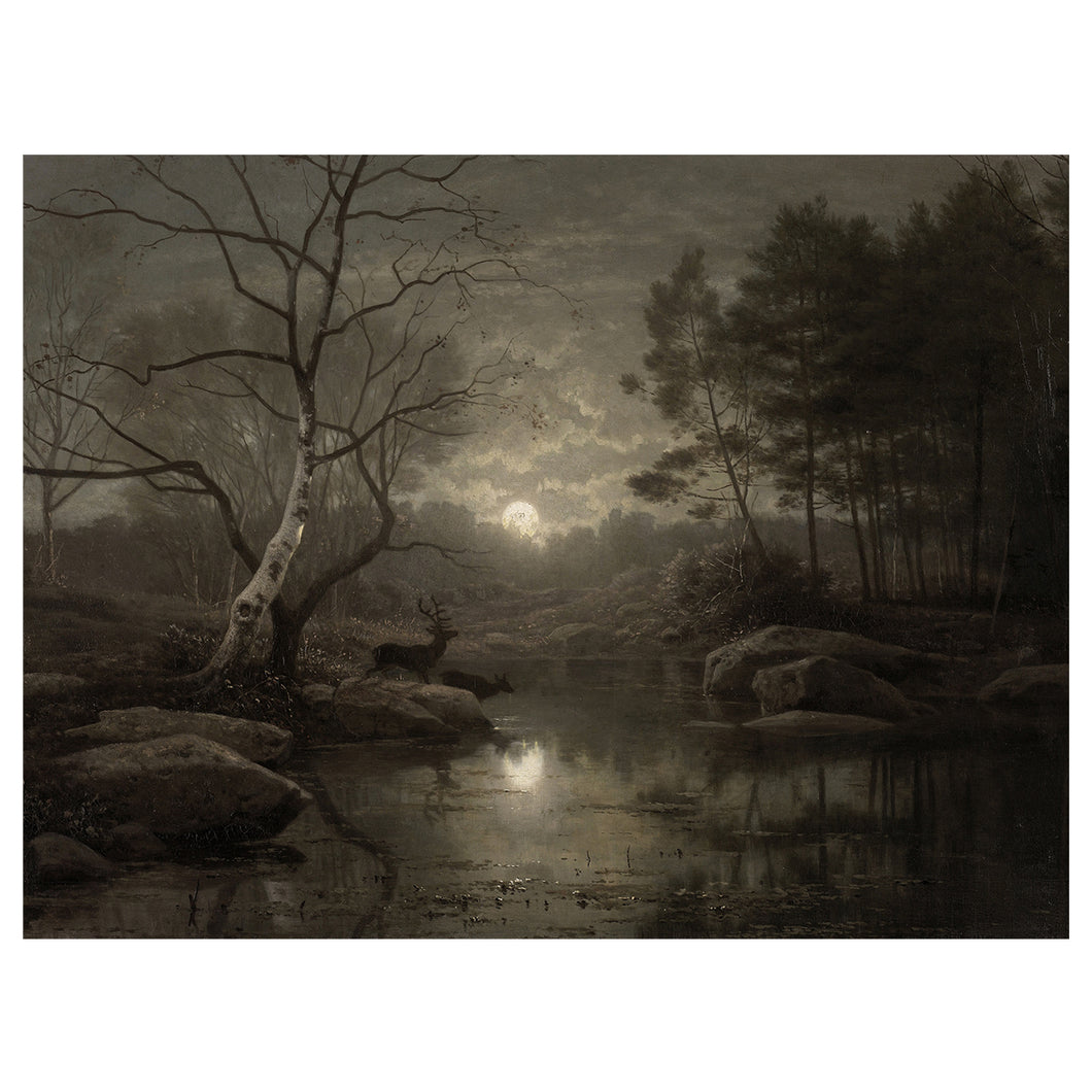 Moonlight in the Forest