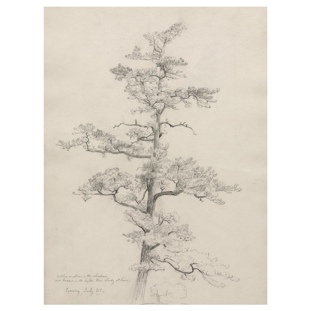Pine Tree Study