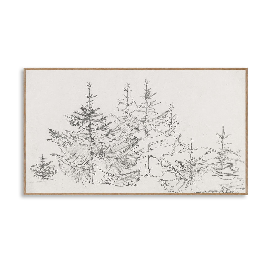 Christmas Trees in Forest