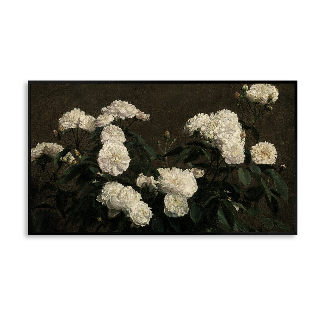 White Alba Roses